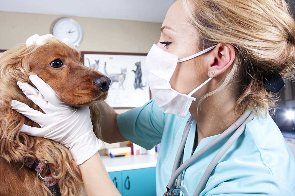 veteriner köpek bakıyor